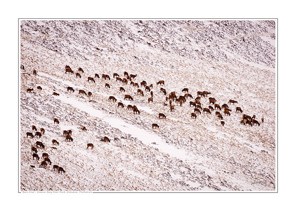 "Born Free", Gleann Beag Deer Herd, Glenshee, Perthshire, Scotland