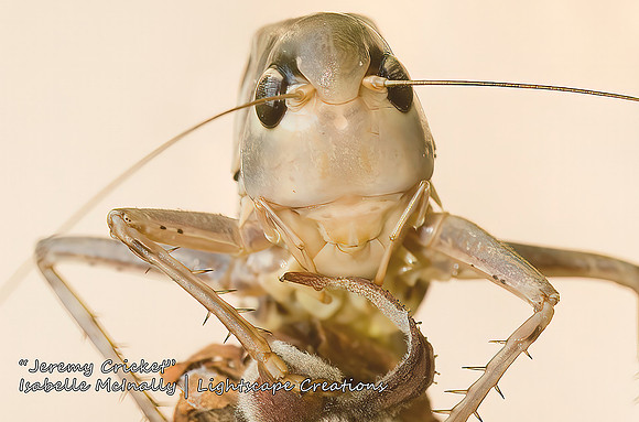 "Jeremy Cricket"